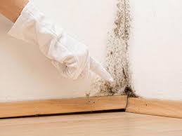 River Park, FL Mold Removal & Remediation Company